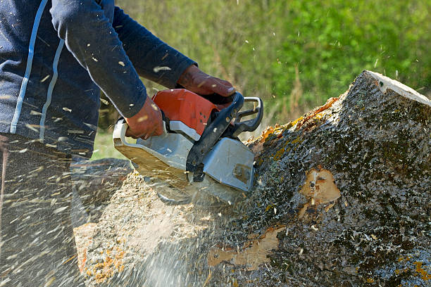 Best Palm Tree Trimming  in Lakewood, WA